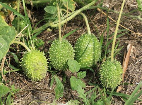 Veja para que serve o maxixe e como preparar