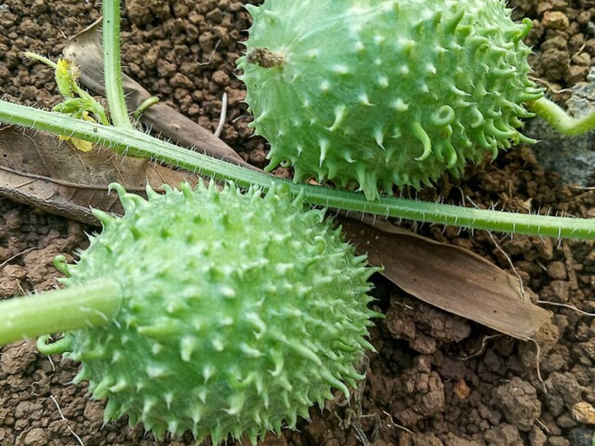 Veja para que serve o maxixe e como preparar