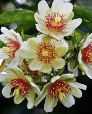 Em imagem, a planta Ora-pro-nóbis branca com detalhes em vermelho