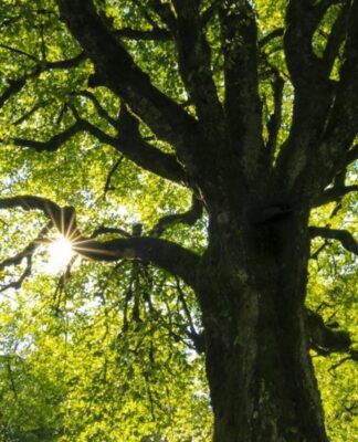 Parque Estadual Morro Grande
