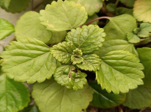 Planta do dinheiro, plectranthus verticillatus
