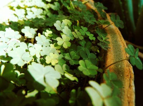 Imagem de trevo de quatro folhas plantados em um vaso