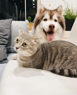 Um truque fácil que elimina cheiro de xixi dos animais em minutos