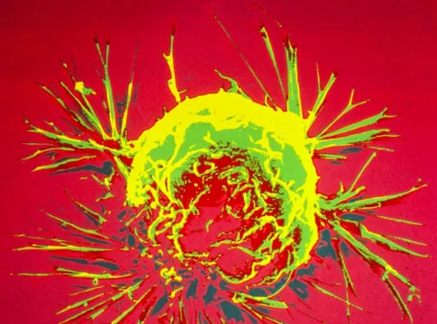 Uso global de esperma com mutação genética reacende debate sobre regras internacionais