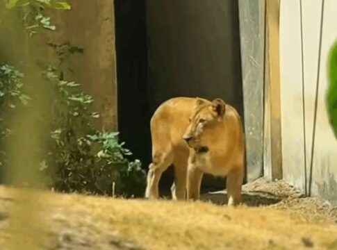Leoa volta à jaula após tragédia na Paraíba, e polícia diz que não houve falha no zoológico