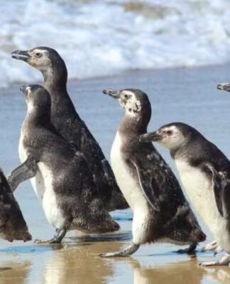 Grupo de pinguins caminhando juntos na beira da praia, sobre a areia molhada, com o mar e pequenas ondas ao fundo.