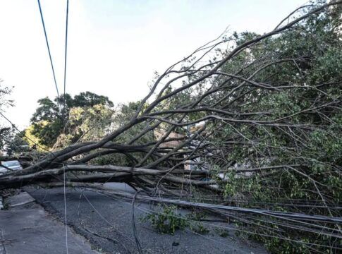 Queda de árvore provoca morte em Guarulhos (SP), diz Defesa Civil