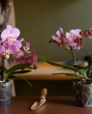 Imagem ilustrativa mostra duas pessoas cultivando orquídeas