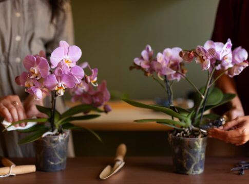Imagem ilustrativa mostra duas pessoas cultivando orquídeas