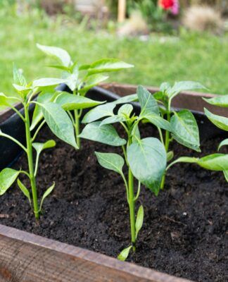 uma planta em um vaso num jardim