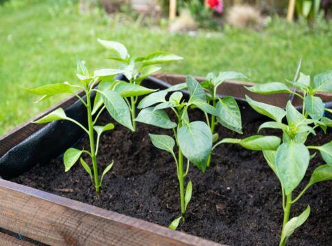 uma planta em um vaso num jardim