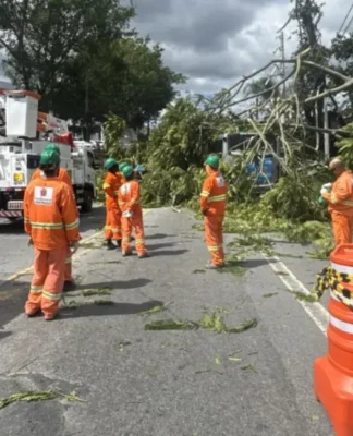 Árvores caídas causaram transtornos e falta de energia em São Paulo