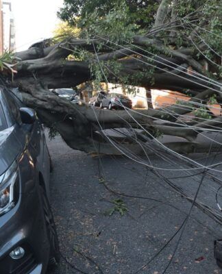 A imagem é um plano médio que documenta os danos causados por uma árvore de grande porte que caiu sobre um carro e a fiação elétrica em uma rua urbana.