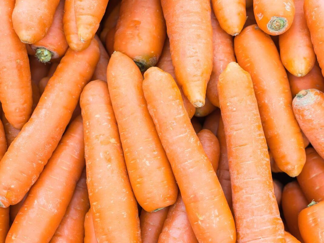 Na foto estão espalhadas diversas cenouras.