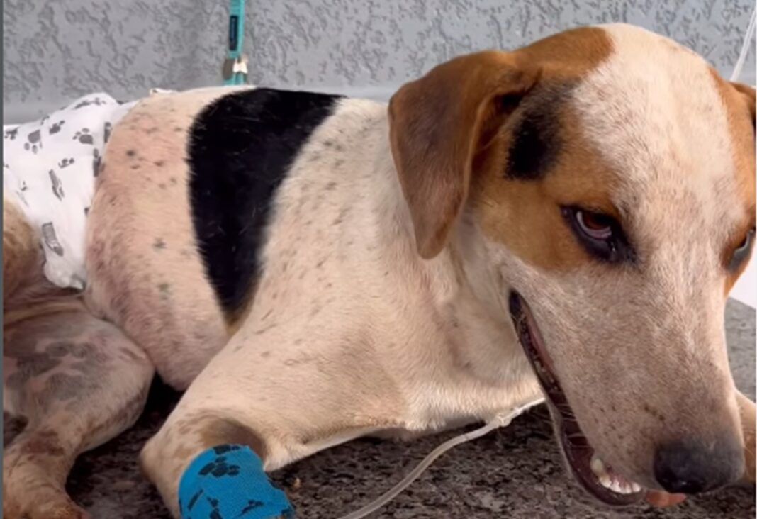 Foto: Reprodução/Redes Sociais