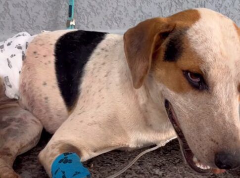 Foto: Reprodução/Redes Sociais