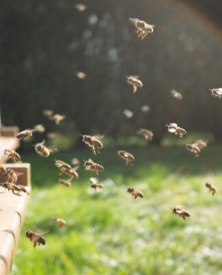 Em um campo, no interior, uma colônia de abelhas rodopia, voa e pousa em meliponários, lugares feitos para produção de mel.