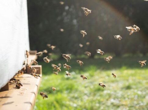 Em um campo, no interior, uma colônia de abelhas rodopia, voa e pousa em meliponários, lugares feitos para produção de mel.