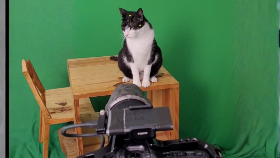 Gata Carminha em cima de mesa no set de filmagem