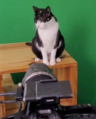 Gata Carminha em cima de mesa no set de filmagem