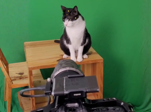 Gata Carminha em cima de mesa no set de filmagem