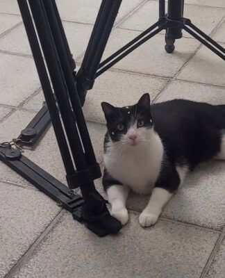 A gata Carminha no set de filmagem de 