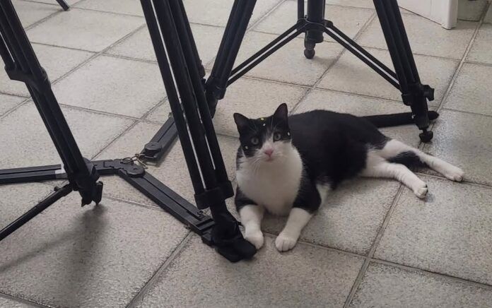 A gata Carminha no set de filmagem de 