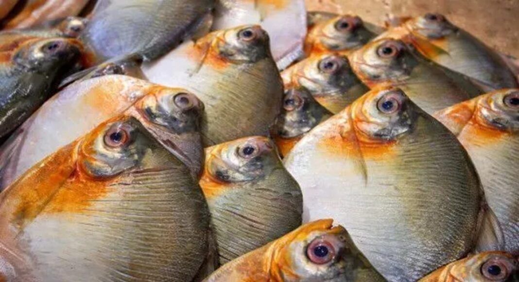 Foto: Divulgação/FVS-RCP