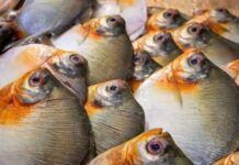 Foto: Divulgação/FVS-RCP