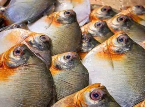 Foto: Divulgação/FVS-RCP