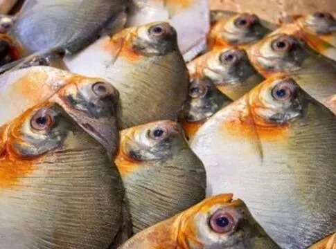 Foto: Divulgação/FVS-RCP