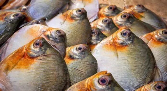 Foto: Divulgação/FVS-RCP