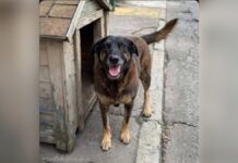 Caso Cão Orelha: familiares de adolescentes são indiciados por coação 