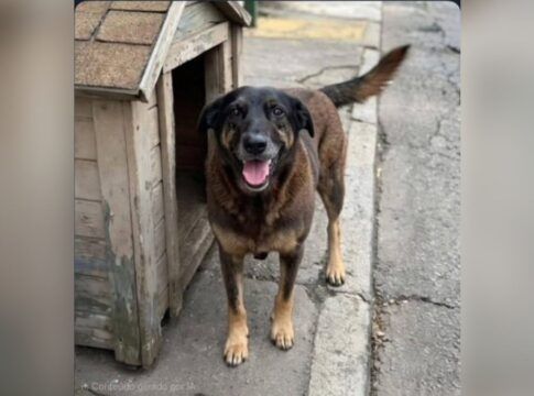 Caso Cão Orelha e Abacate: entenda o que é um cão comunitário