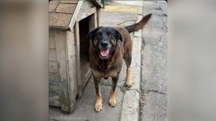 Caso Cão Orelha e Abacate: entenda o que é um cão comunitário