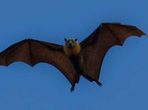 Vírus Nipah infecta cinco pessoas na Índia e coloca região em alerta sanitário