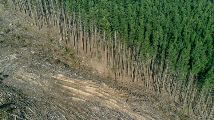 Instituto Esfera: Brasil deve atacar lavagem de dinheiro para conter crime ambiental