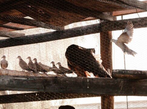 Guarda Civil resgata 111 aves silvestres de cativeiro ilegal em SP