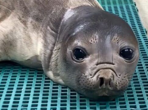 Elefante-marinho é devolvido ao mar após tratamento de pneumonia no Paraná