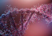 Estudo revela maior influência da genética na expectativa de vida humana do que se pensava