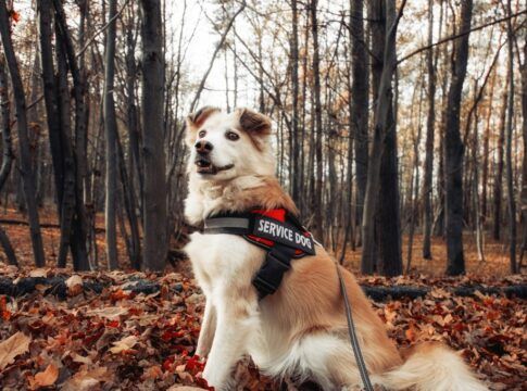 Cão de serviço