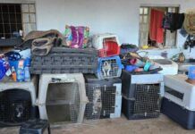 Cachorros vítimas de maus tratos no DF