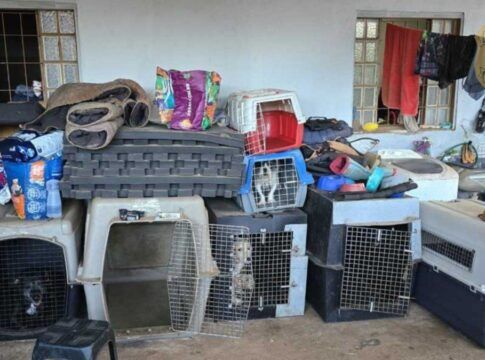 Cachorros vítimas de maus tratos no DF