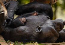 Bebê chimpanzé nasce em Zoológico de São Paulo e público pode escolher seu nome; veja vídeo