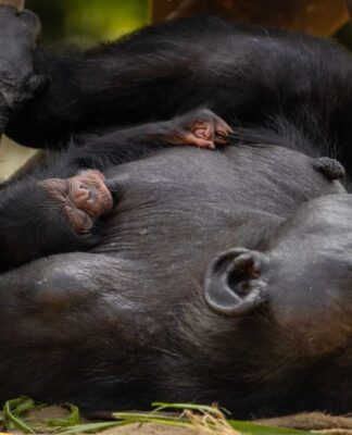 Bebê chimpanzé nasce em Zoológico de São Paulo e público pode escolher seu nome; veja vídeo