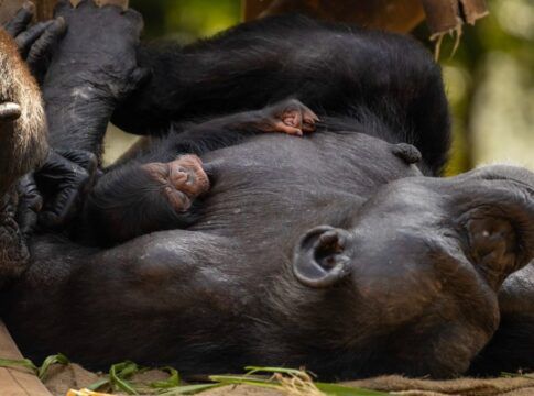 Bebê chimpanzé nasce em Zoológico de São Paulo e público pode escolher seu nome; veja vídeo