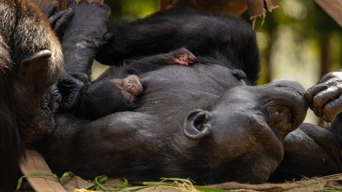 Bebê chimpanzé nasce em Zoológico de São Paulo e público pode escolher seu nome; veja vídeo