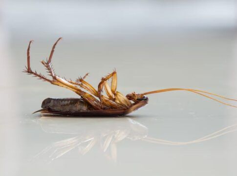 Após dedetização na rua, baratas invadem casa de moradora no Espírito Santo