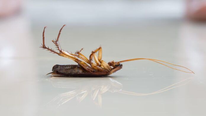 Após dedetização na rua, baratas invadem casa de moradora no Espírito Santo