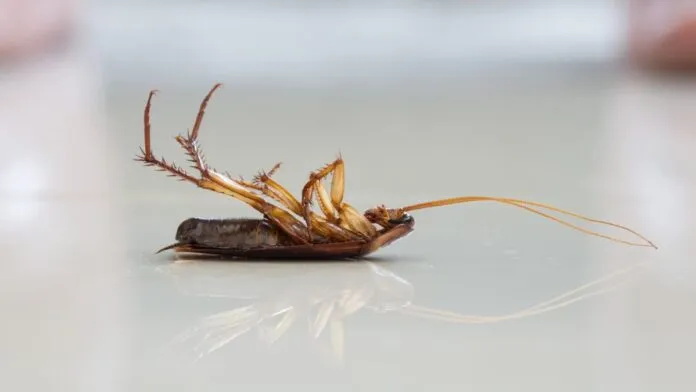 Após dedetização na rua, baratas invadem casa de moradora no Espírito Santo